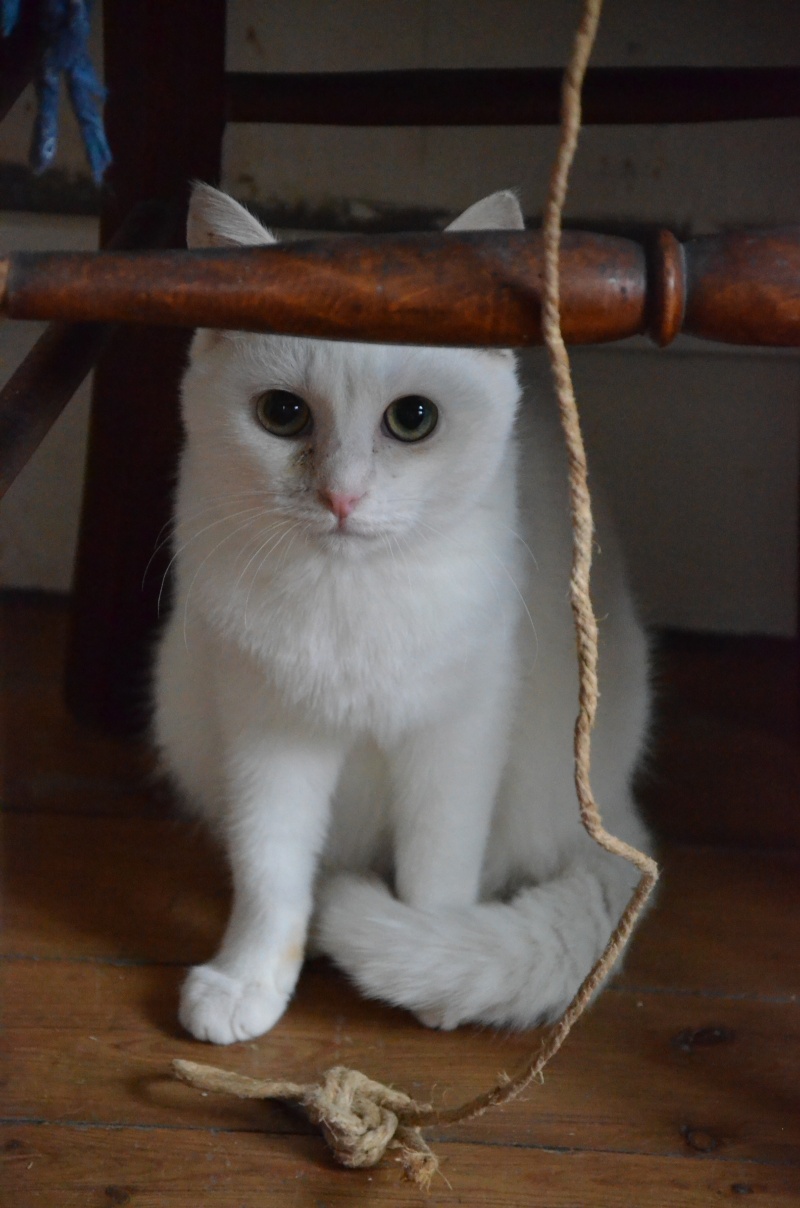 Hessi, chatonne toute blanche aux yeux verts, née le 1er mars 2012 Oct_2010
