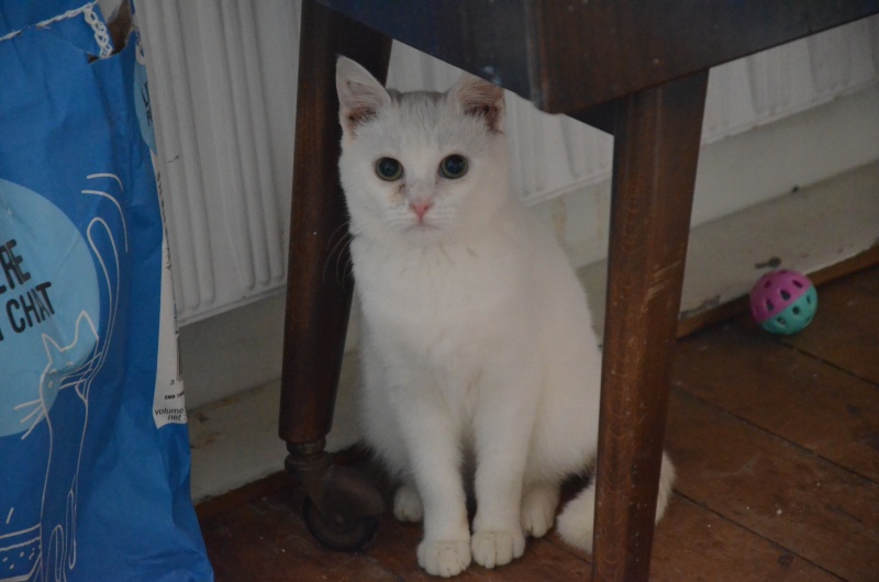 Hessi, chatonne toute blanche aux yeux verts, née le 1er mars 2012 Oct_2012