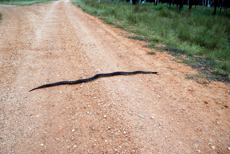 Snake eating a goanna.  Python10