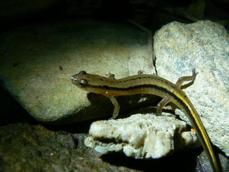 Field Herping in Tennessee  Amphib10