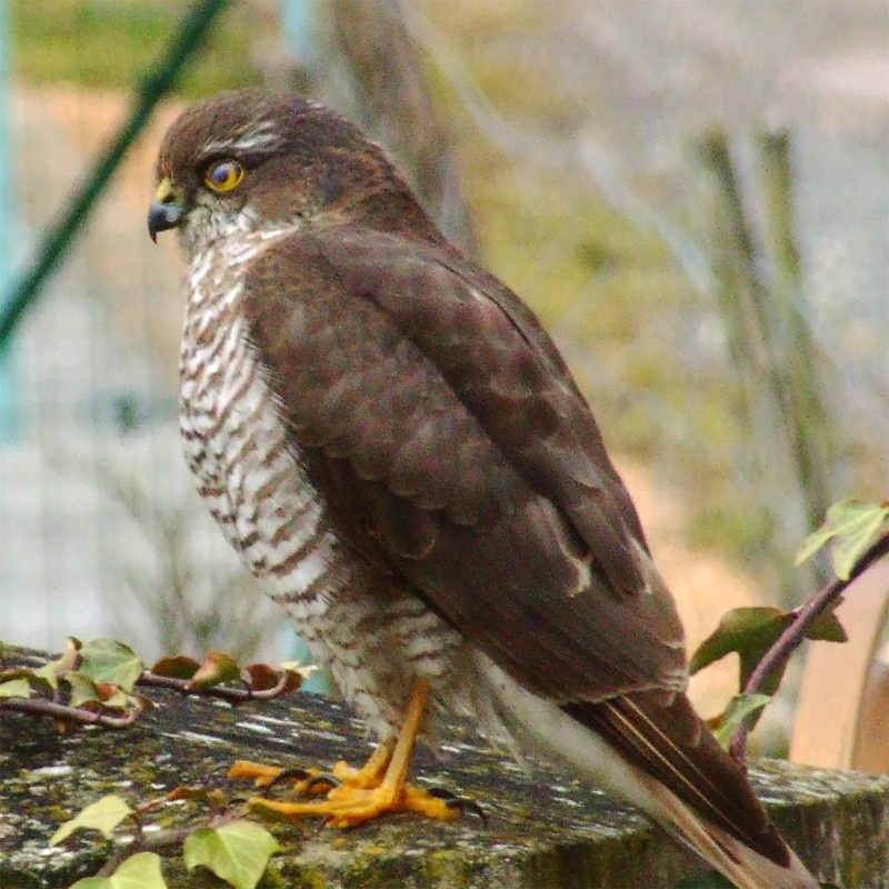 Petit Rapace Oiseau10