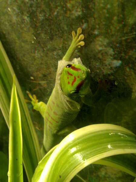 phelsuma grandis 18375811