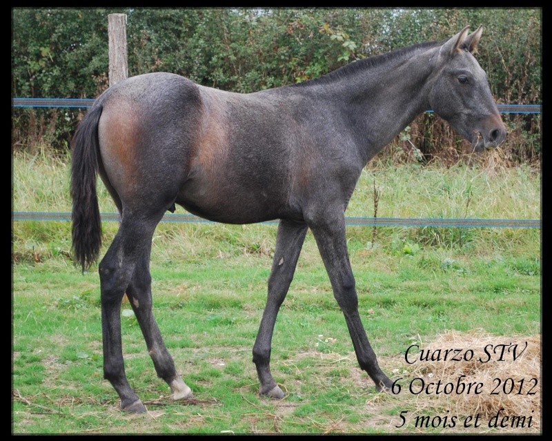 CUARZO STV Poulain PRE A VENDRE 012-cu10