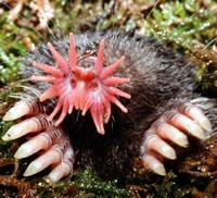 The star-nosed mole has an extra pair of hands... on his nose! Star_n10