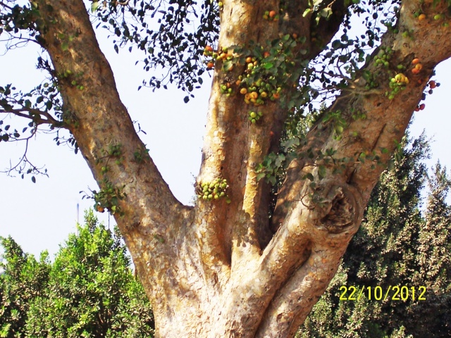 شجرة الجميز الرائعة , والطبيعة فى الريف بين بنها وكفر شكر 100_5116