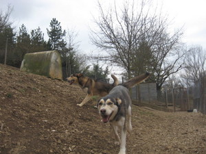 LOUP et LOUVE, x husky super sociables! spa de Millau (12) Ima_ph14