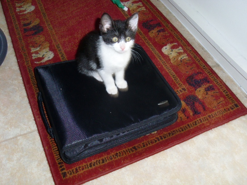 Gucci, chaton femelle noire et blanche née le 27 mars 2011 Divers11