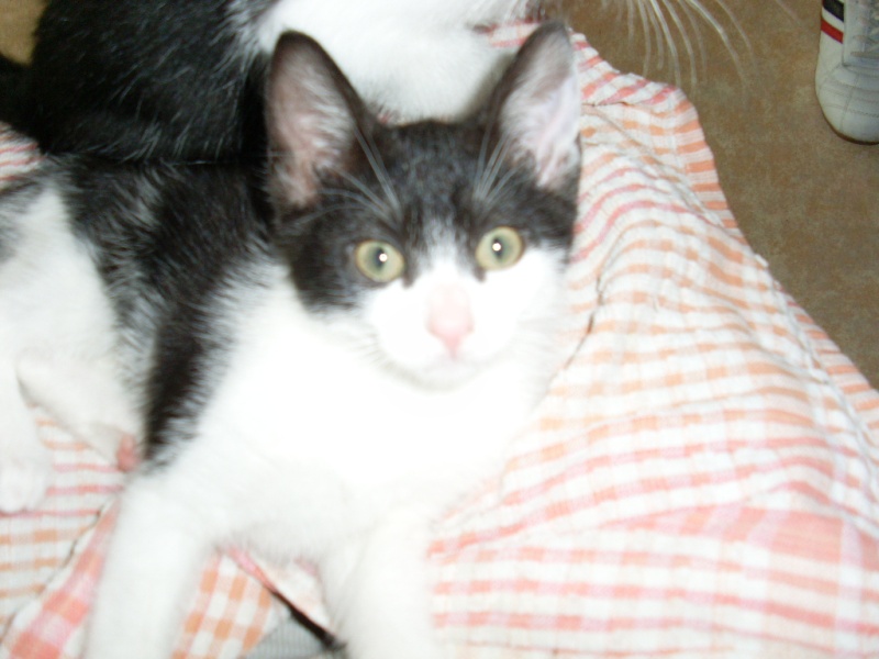 Gucci, chaton femelle noire et blanche née le 27 mars 2011 Divers12