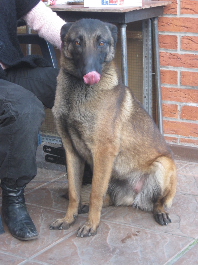 urgent svp,chienne à donner en Belgique ou nord de la France 00413