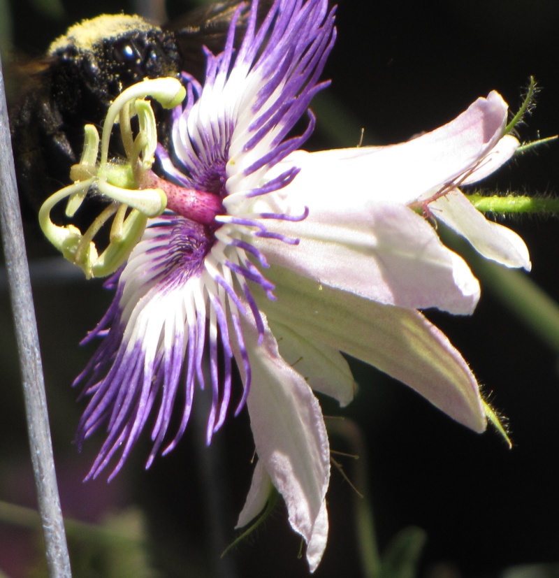 P. foetida 'Kevize' Passif14