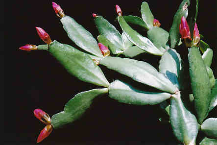 Hatiora rosea (= Rhipsalidopsis) - cactus de Pâques  Rhipsa10