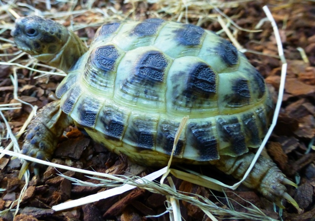 DISPONIBLE REPTILES SEPTEMBRE 2013 Jardi E.Leclerc Fleury les Aubrais P1000329