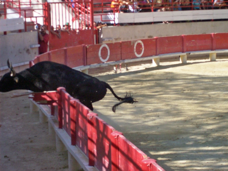 Course camarguaise - Page 3 102_2910