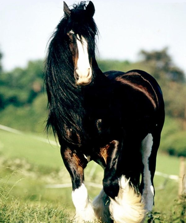 Le shire, le plus grand cheval du monde 28208910