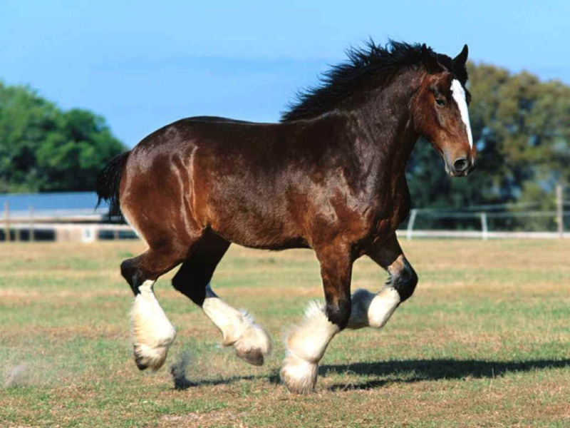 Le shire, le plus grand cheval du monde Shire10