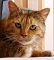 Sichilde