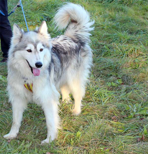 Husky(wooley)Rüde Mingan hat ein neues Zuhause gefunden:-) Mingan10