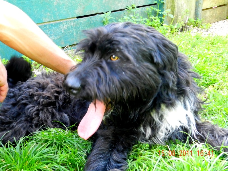 Tito x briard né 15/11/2010 Velaine en Haye Dscn0334