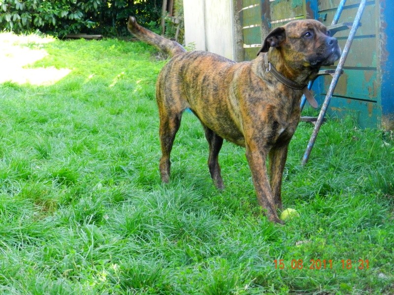 Cherkanne 6 ans croisée boxer - Spa de velaine en haye - dpt 54 Dscn0518