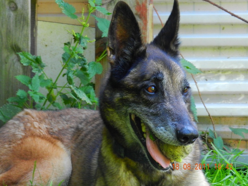 ASIA - type berger malinoise 11 ans - Spa de Velaine (54) - Adoptée !!! Dscn0533