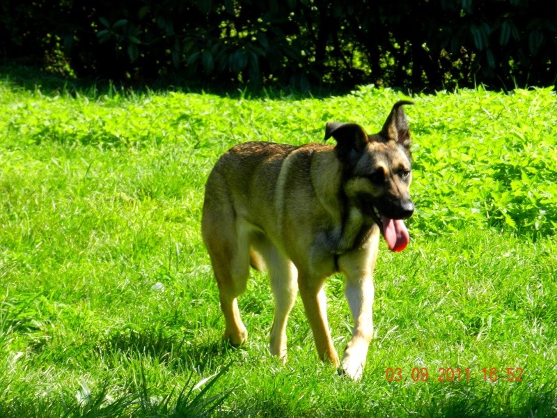 Ping x berger belge malinois 1 an et demi  SPA Velaine en Haye (54)  Dscn0725