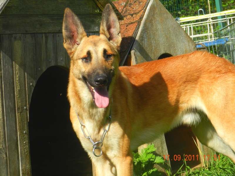 Pong x berger belge malinois 1 an et demi SPA  Velaine en Haye ( 54 )  Pong_410