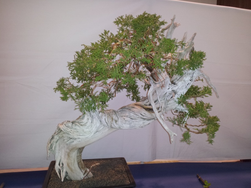 Bonsai Show in San jose ( Betsuin's club ) 2012-011