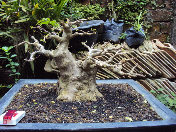 New acquired material for bonsai_Wrightia religiosa  Anting10