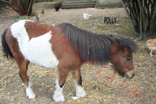 POLLY - Ponette Shetland née en 2004 - adoptée en novembre 2011  Img_1712