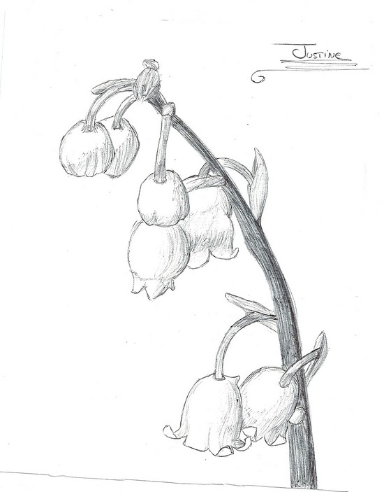 2 dessins, Fleur fruit Muguet11