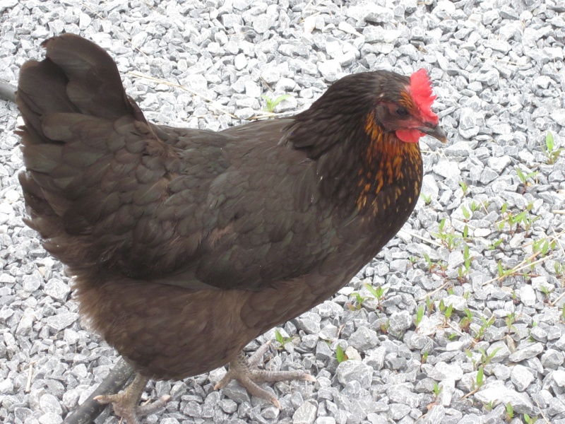 Coq australorp à donner 00612