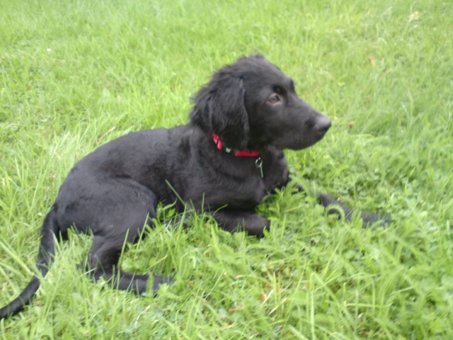 Gary, croisé Setter Cocker 3 mois Gary10