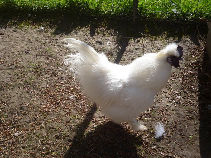 Mes petites poules ! P1000823