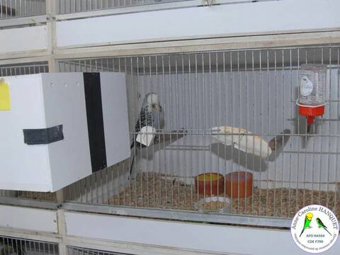 Boîte à nid d’oiseau Perruche Boîte de reproduction Boîte de nid d’