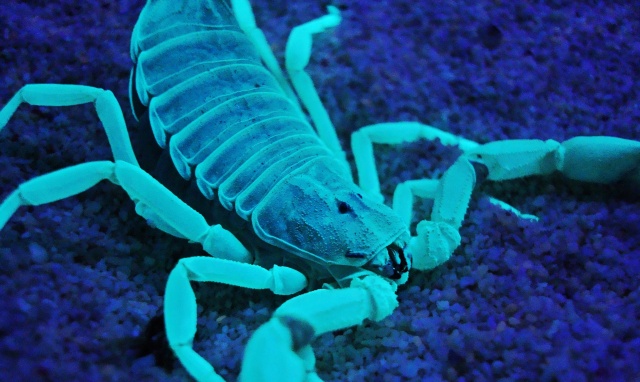 scorpion under UV light Dsc03610