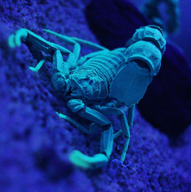 scorpion under UV light Dsc03712