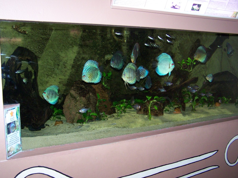 Présentation Aquarium des Tropiques Bac_di10