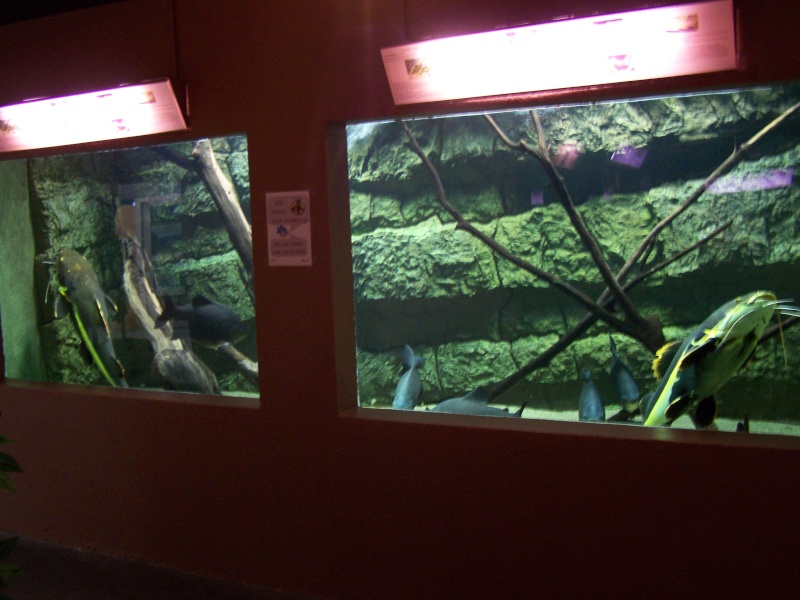 Présentation Aquarium des Tropiques Bac_ph10