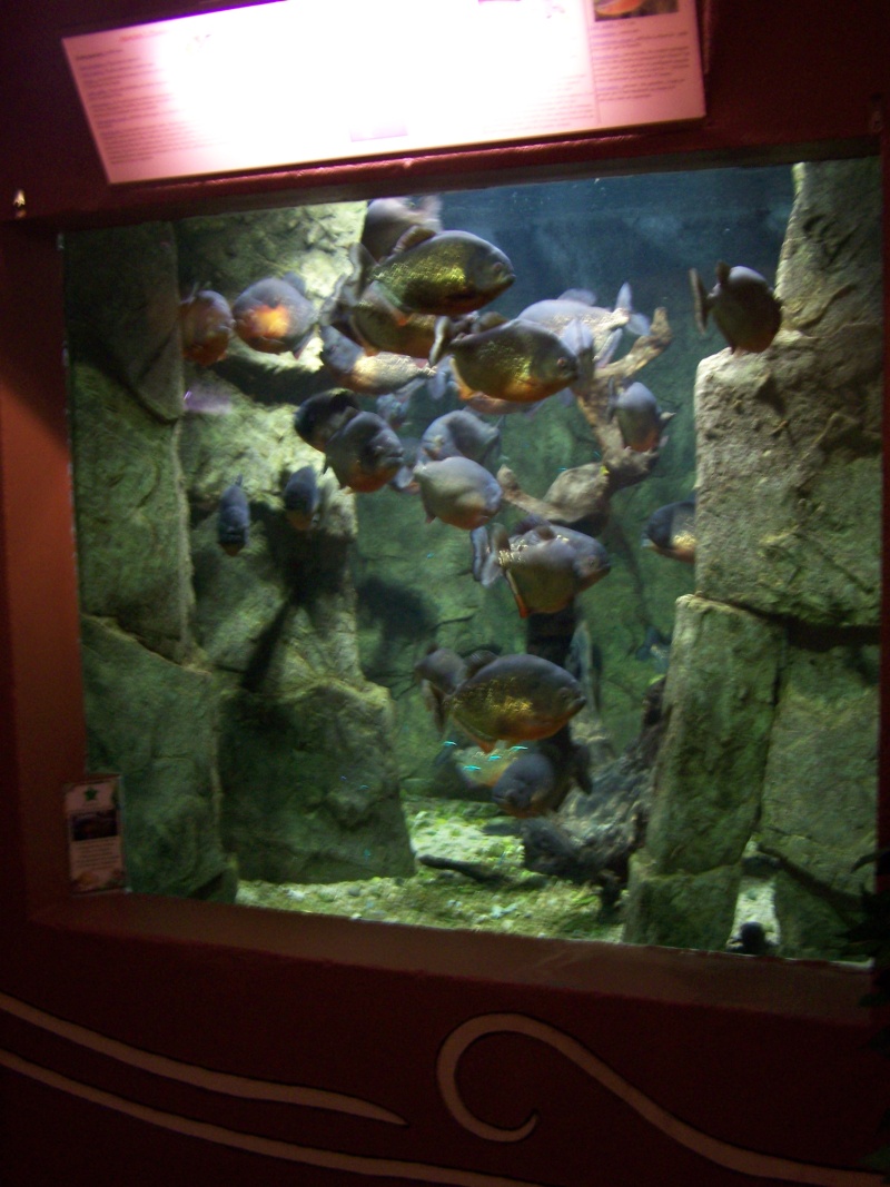 Présentation Aquarium des Tropiques Bac_pi10