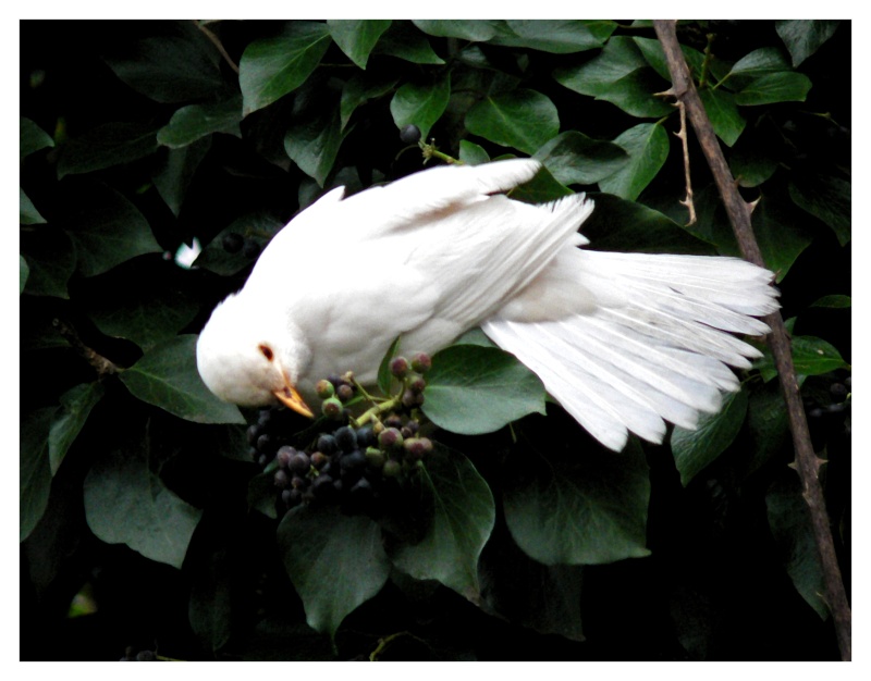merle albinos - Merle blanc (2011) Merle_13