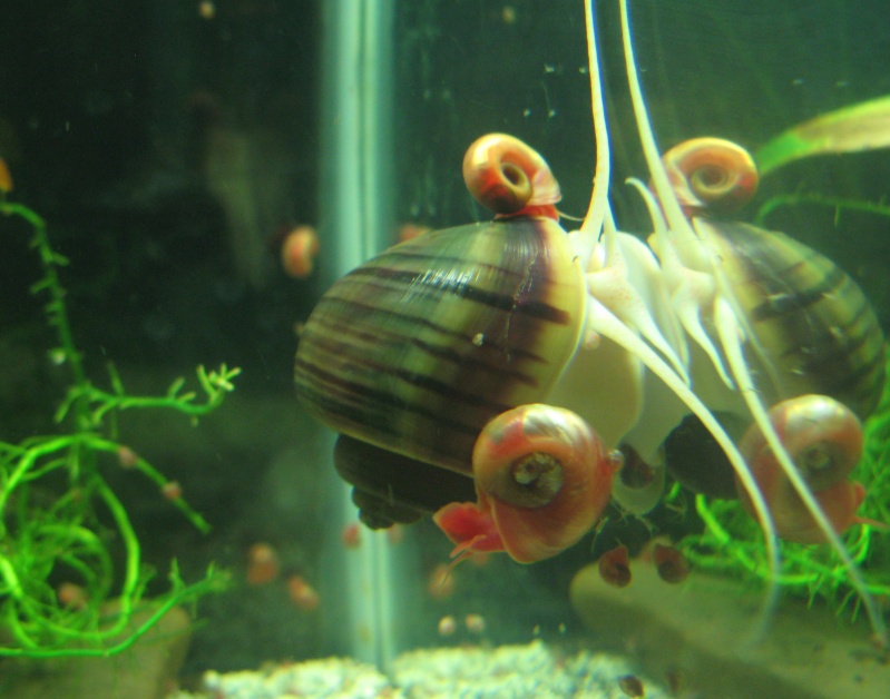 The snail that ate my fish room Snail210