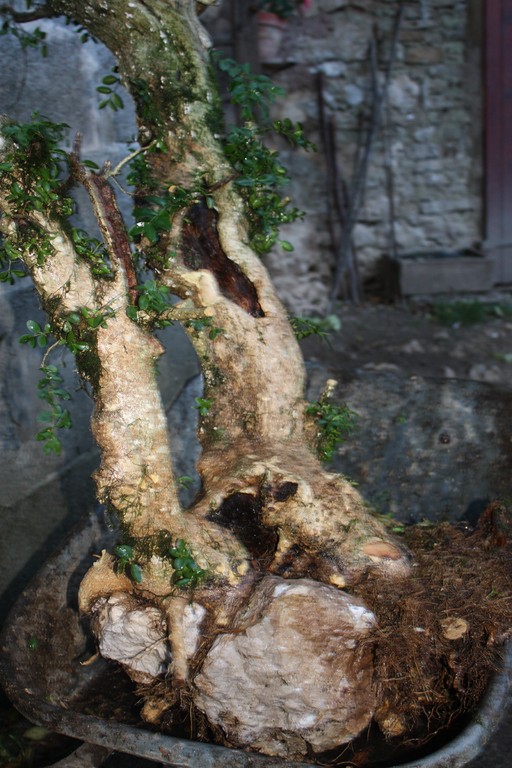 buxus yamadori Buis_010