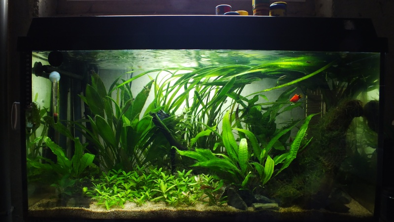 110 litres planté - corydoras panda, microdevario kubotai... - Page 3 02310