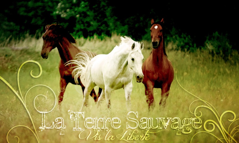 La Terre des Chevaux Sauvages