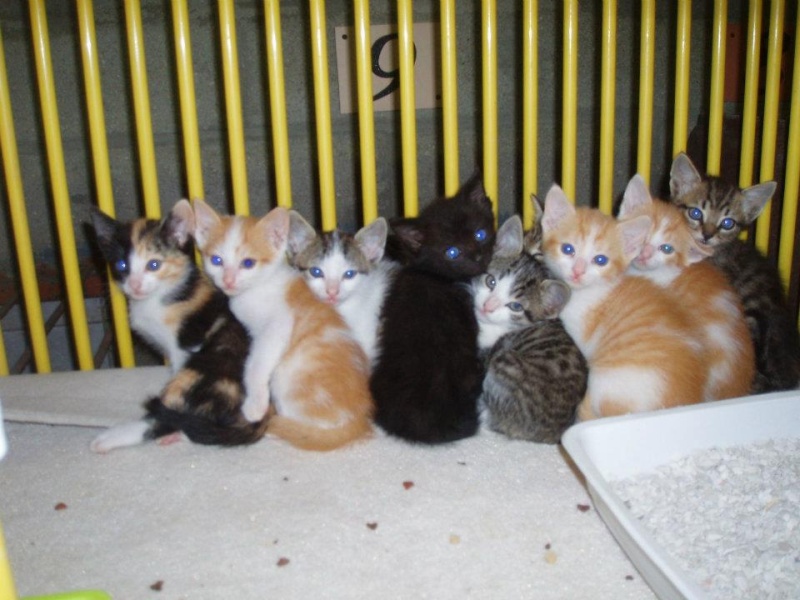 10 chatons à sauver avant le 12 juin