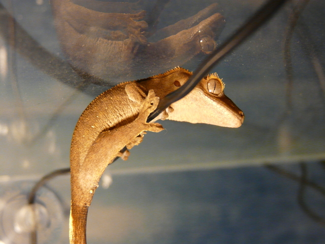 Mon Gecko à crête P1010210