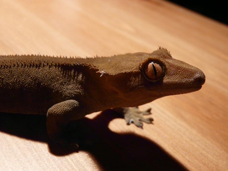 Mon Gecko à crête P1020010