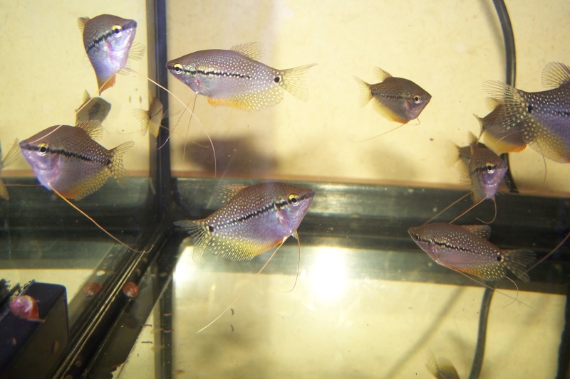 essai gouramis perlés 100_3112