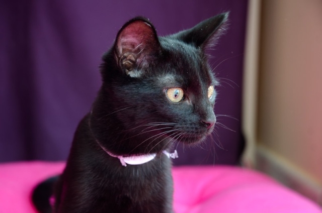 [résolu]**Adoptée** Gi'magine, chaton femelle noire née le 30/04/2011 Gimagi12