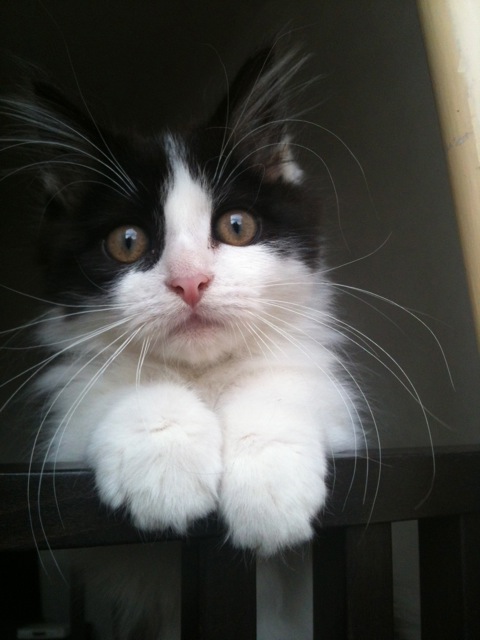 [résolu]**Adopté** Gustave, chaton mâle noir et blanc angora né le 07/08/2011 Gustav10